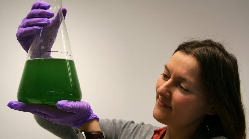 Biokütuste tootmine mikro- ja makrovetikatest on perspektiivikas valdkond. Fotod: Maaülikool