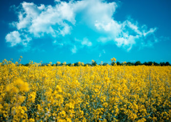 Maaülikool biokütused ja säästlik energiakasutus