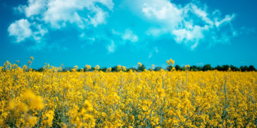 Maaülikool biokütused ja säästlik energiakasutus