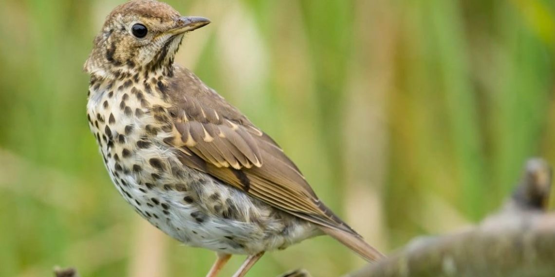 Aasta keskkonnasõbralik ettevõte 2018