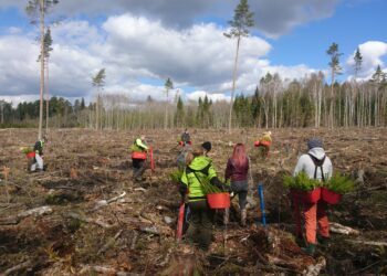 Metsamajanduses hõivatute arv on kasvanud. Foto: EMPL