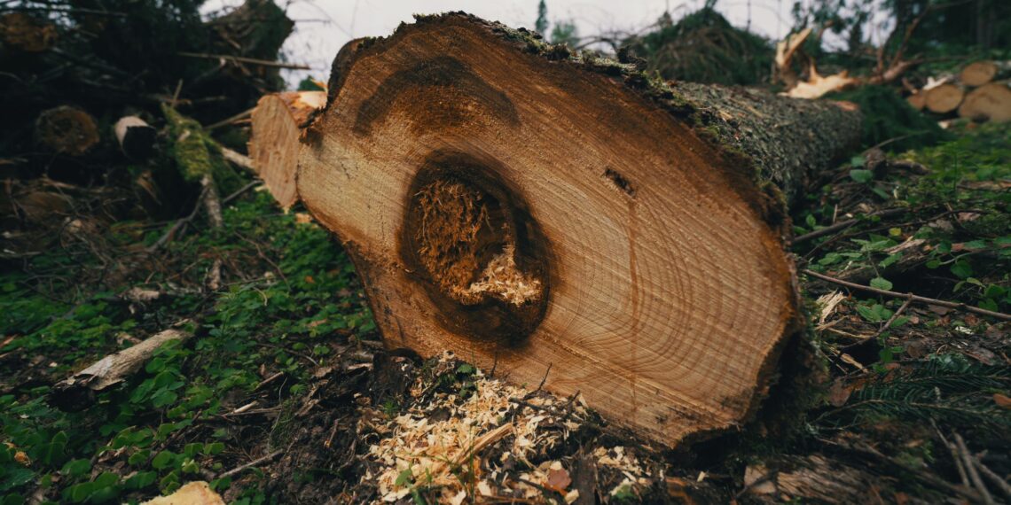Euroopa Komisjoni raport kutsub tunnistama puidupõhise bioenergia olulist rolli kliimamuutuste leevendamisel. Foto: Jaan Parmask, defektiga puu raielangil
