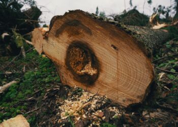 Euroopa Komisjoni raport kutsub tunnistama puidupõhise bioenergia olulist rolli kliimamuutuste leevendamisel. Foto: Jaan Parmask, defektiga puu raielangil