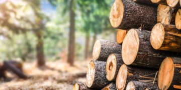 Puidukeemia. Äsja valminud uuring kinnitab, et Eesti metsa- ja puidusektoril on võtmeroll riigi majanduslikus toimetulekus.Foto: Shutterstock