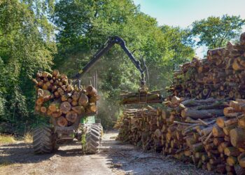 Metsa- ja puidusektor ootab Eesti majanduse toetamiseks valitsuselt kiireid otsuseid. Foto: Pixabay