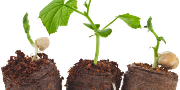 Eesti turvas on nõutud kaup kõikjal maailmas. Foto: Shutterstock